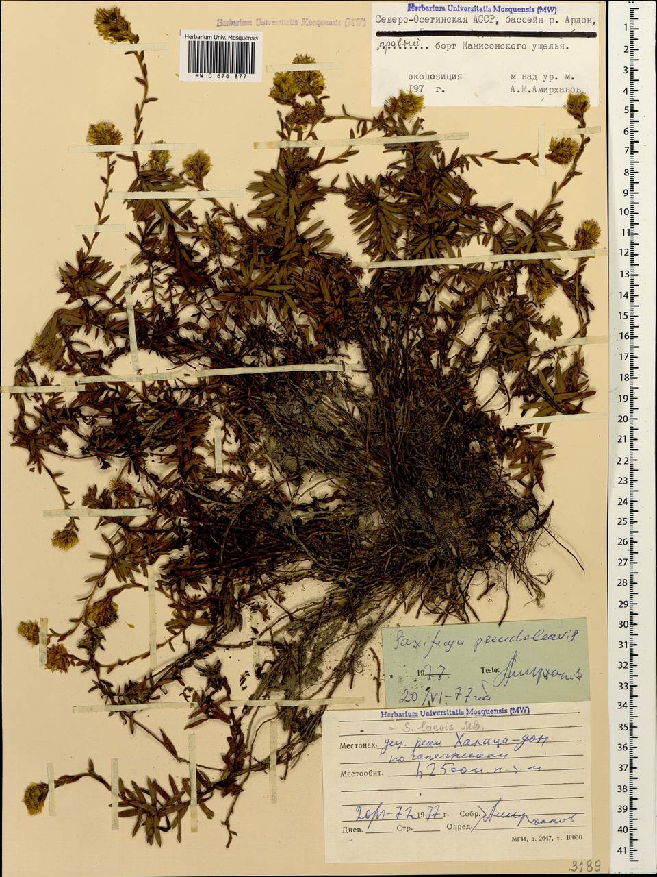 Камнеломка ложногладкая Oettingen, Кавказ, Северная Осетия, Ингушетия и Чечня (K1c) (Россия)