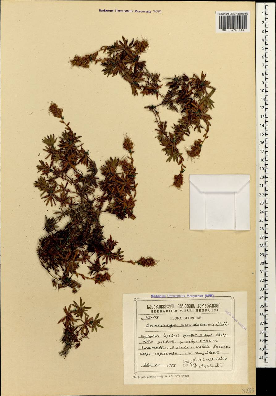 Камнеломка ложногладкая Oettingen, Кавказ, Грузия (K4) (Грузия)