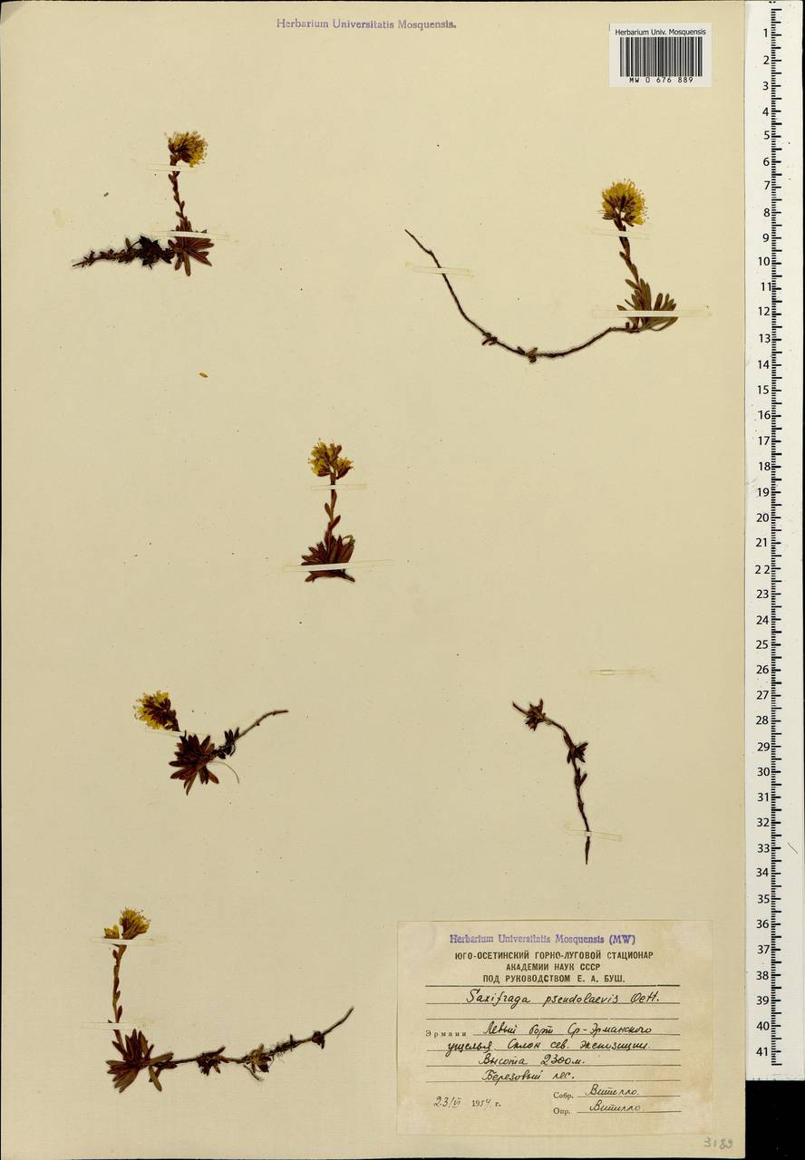 Камнеломка ложногладкая Oett., Кавказ, Южная Осетия (K4b) (Южная Осетия)