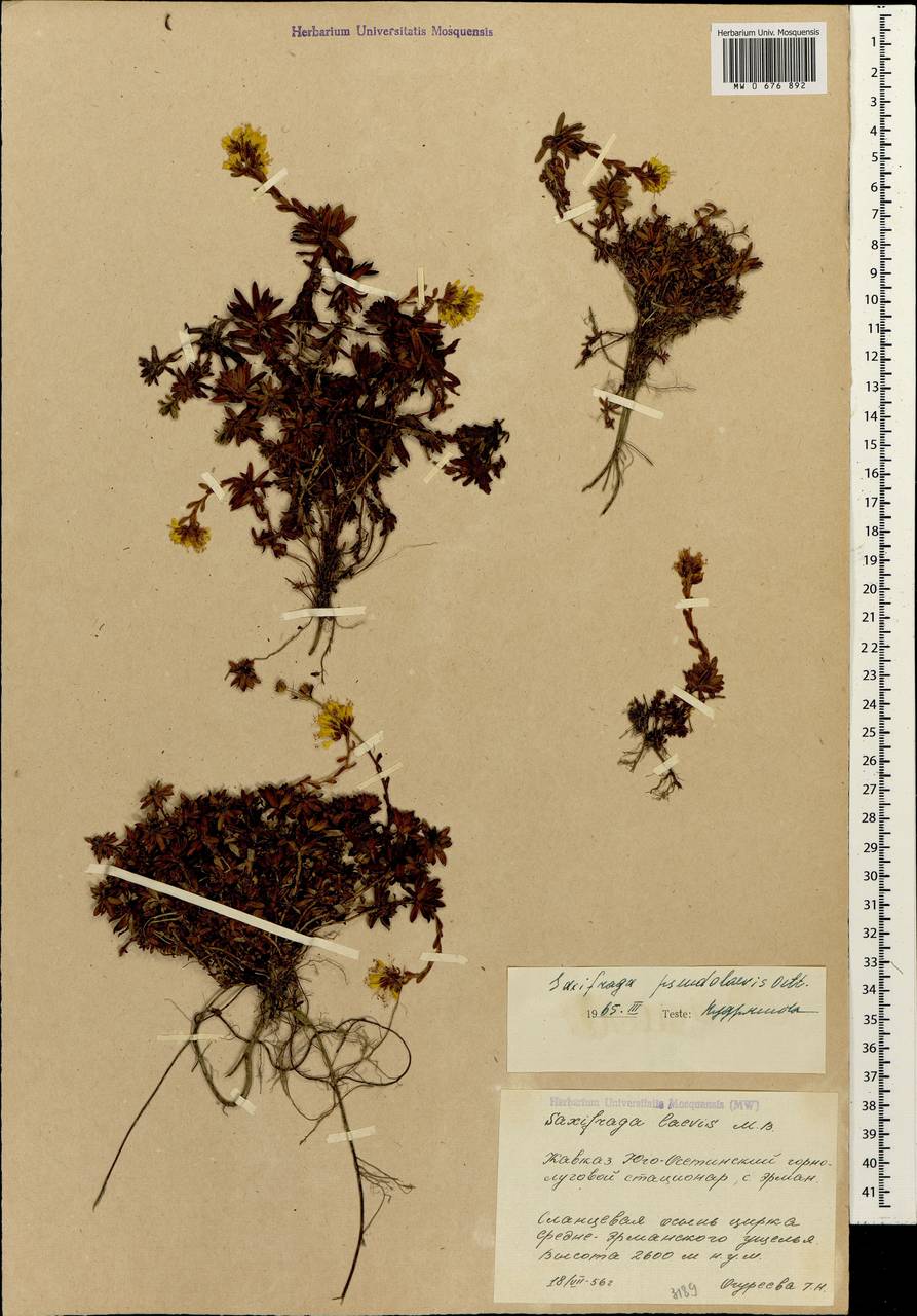 Камнеломка ложногладкая Oettingen, Кавказ, Южная Осетия (K4b) (Южная Осетия)