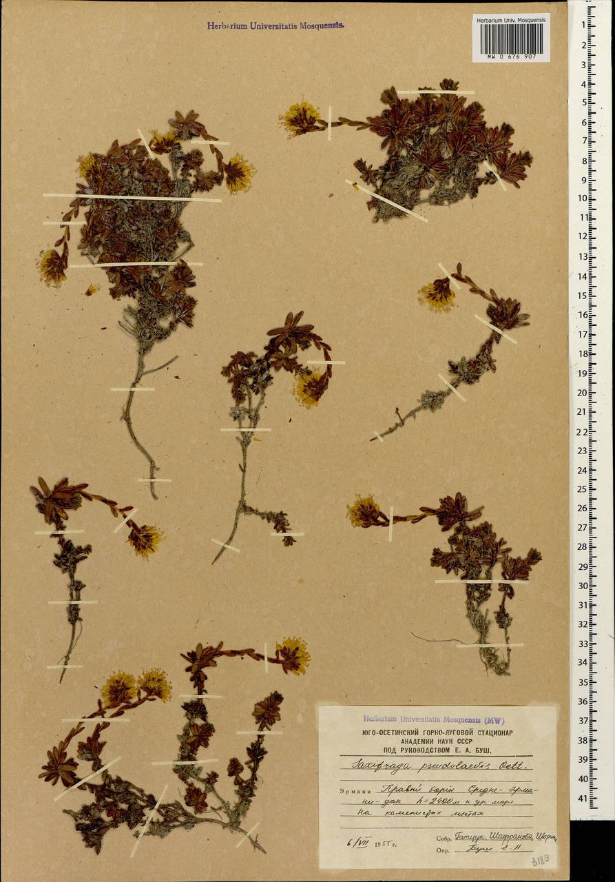 Камнеломка ложногладкая Oettingen, Кавказ, Южная Осетия (K4b) (Южная Осетия)