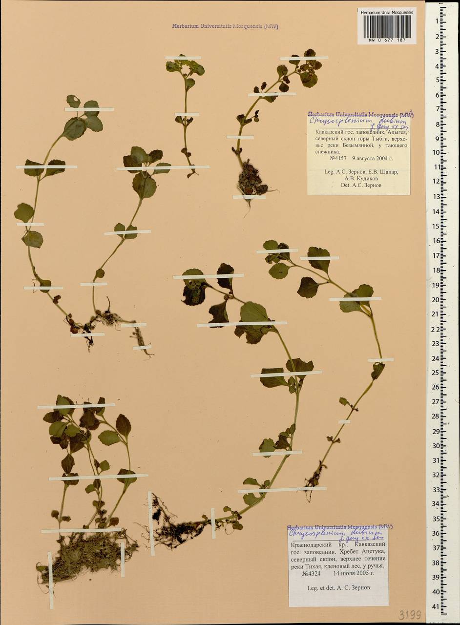 Селезеночник сомнительный Gay ex Ser., Кавказ, Краснодарский край и Адыгея (K1a) (Россия)