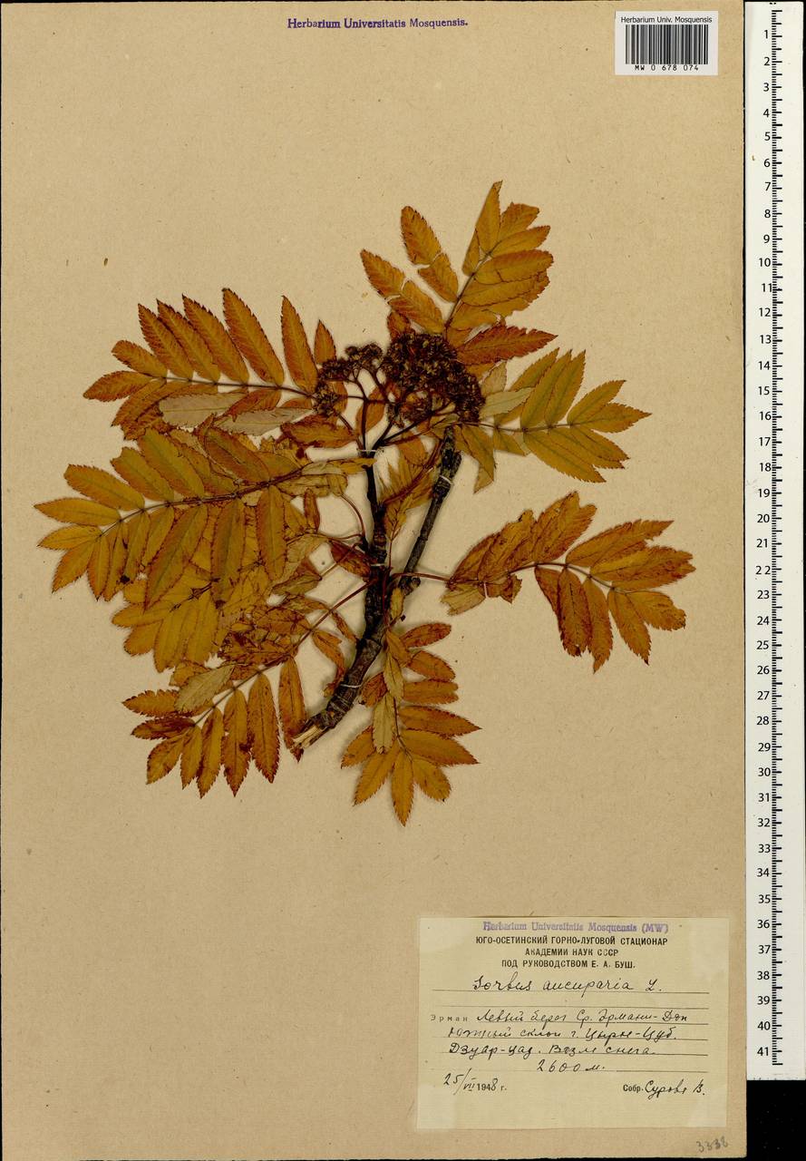 рябина гербарий