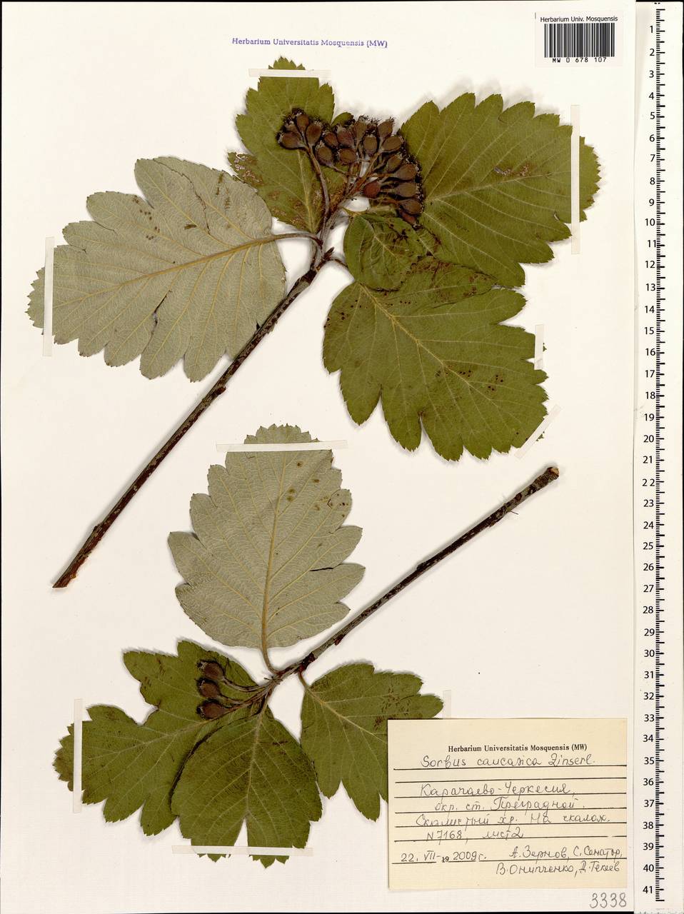 Sorbus Caucasica