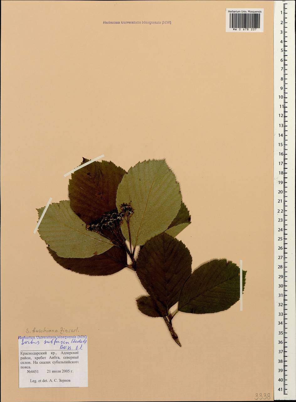 Рябина буроватая (Ledeb. ex Nordm.) Boiss., Кавказ, Краснодарский край и Адыгея (K1a) (Россия)