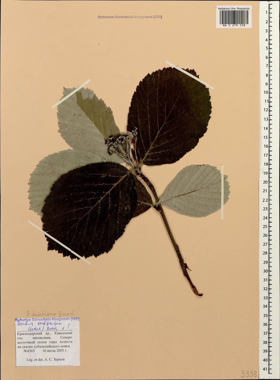 Рябина буроватая (Ledeb. ex Nordm.) Boiss., Кавказ, Краснодарский край и Адыгея (K1a) (Россия)