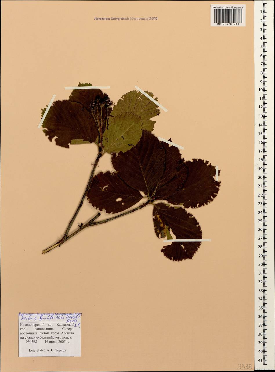 Рябина буроватая (Ledeb. ex Nordm.) Boiss., Кавказ, Краснодарский край и Адыгея (K1a) (Россия)