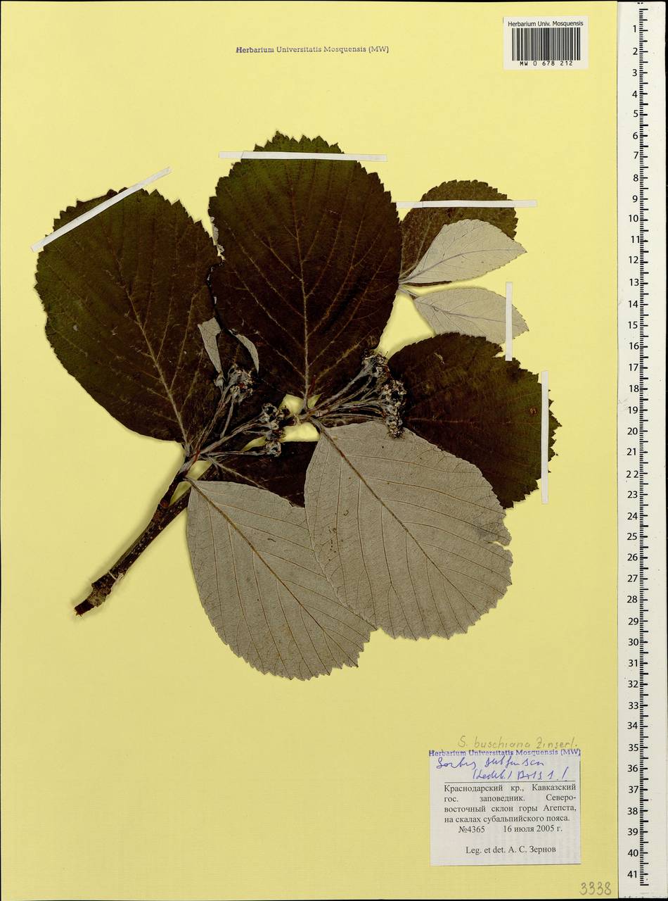 Рябина буроватая (Ledeb. ex Nordm.) Boiss., Кавказ, Краснодарский край и Адыгея (K1a) (Россия)