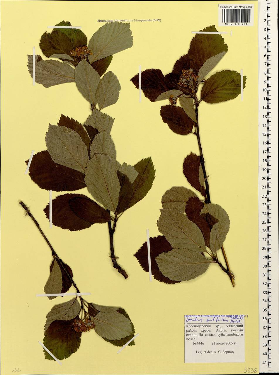 Рябина буроватая (Ledeb. ex Nordm.) Boiss., Кавказ, Краснодарский край и Адыгея (K1a) (Россия)