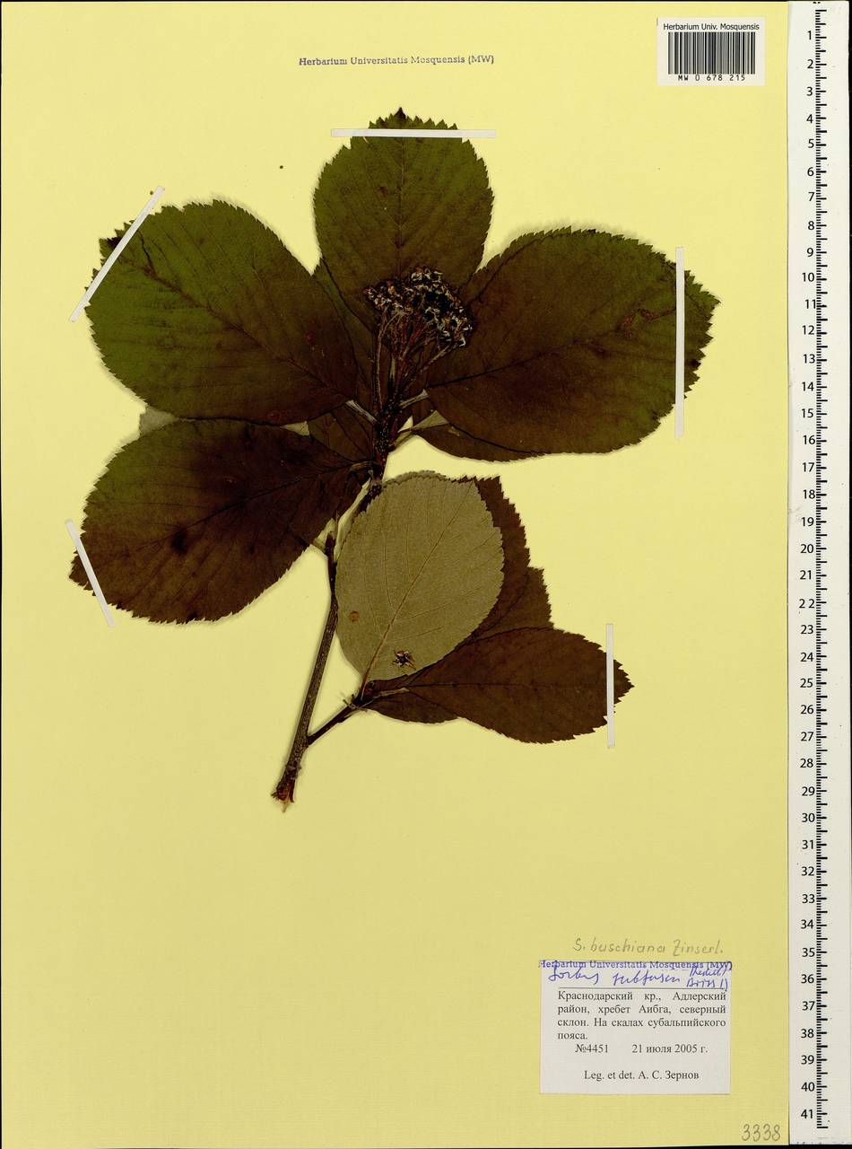 Рябина буроватая (Ledeb. ex Nordm.) Boiss., Кавказ, Краснодарский край и Адыгея (K1a) (Россия)