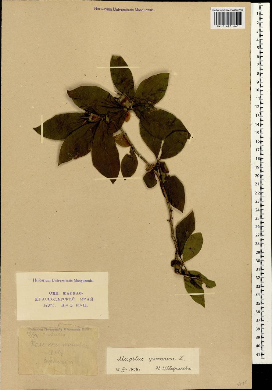 MW0678661, Mespilus germanica (Мушмула германская), specimen