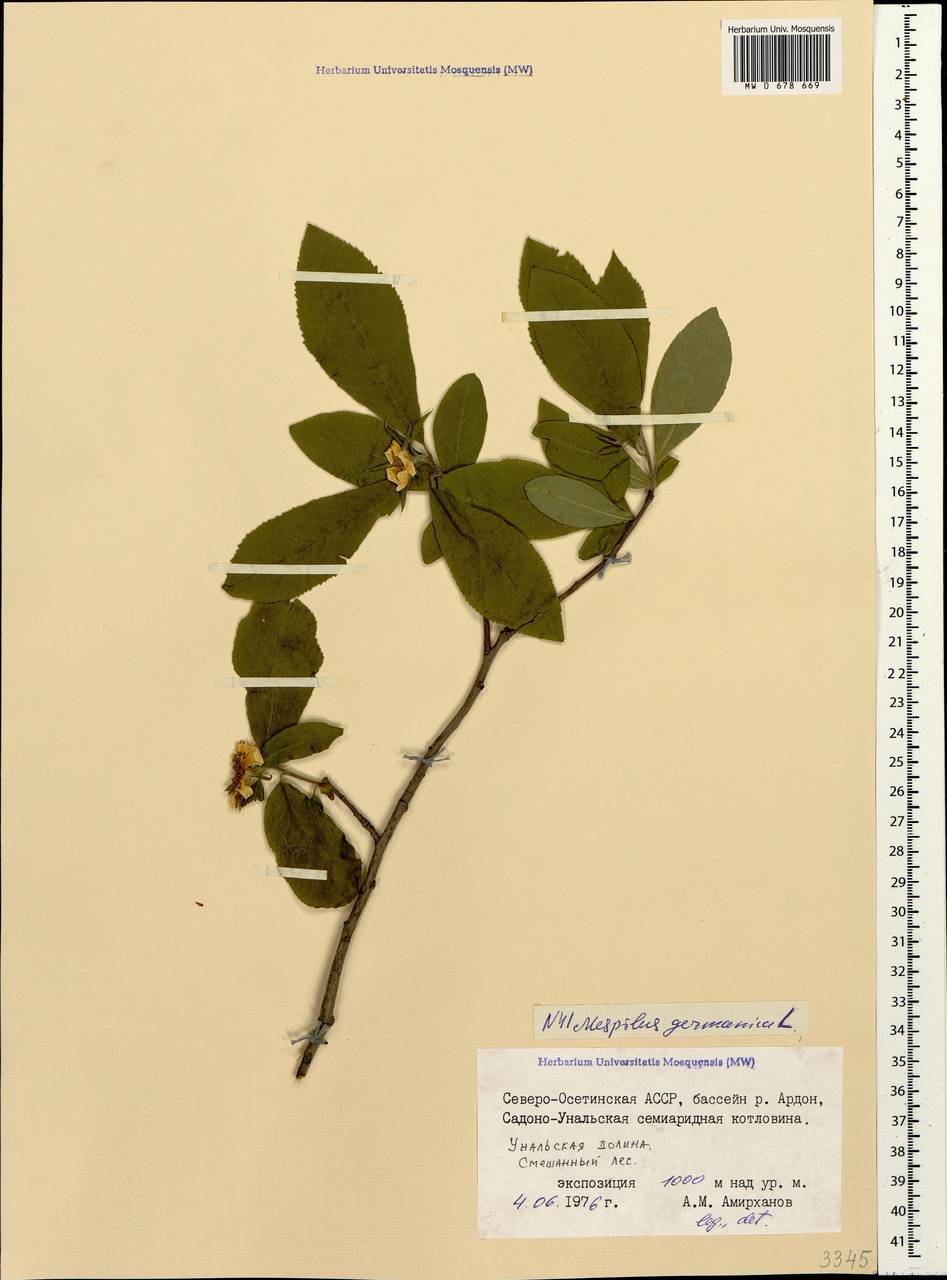 MW0678669, Mespilus germanica (Мушмула германская), specimen