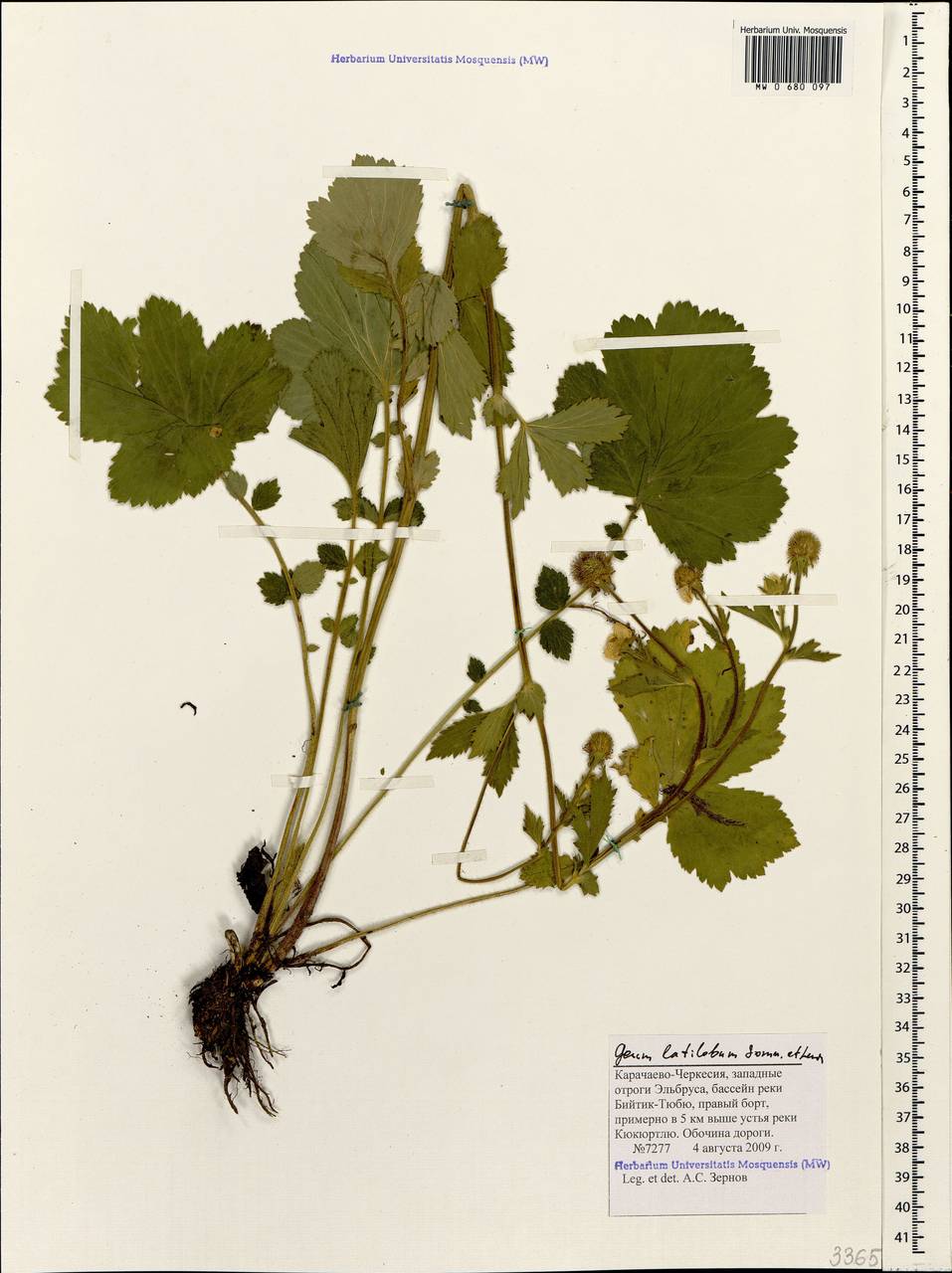 Гравилат широколопастной Sommier & Levier, Кавказ, Ставропольский край, Карачаево-Черкесия, Кабардино-Балкария (K1b) (Россия)