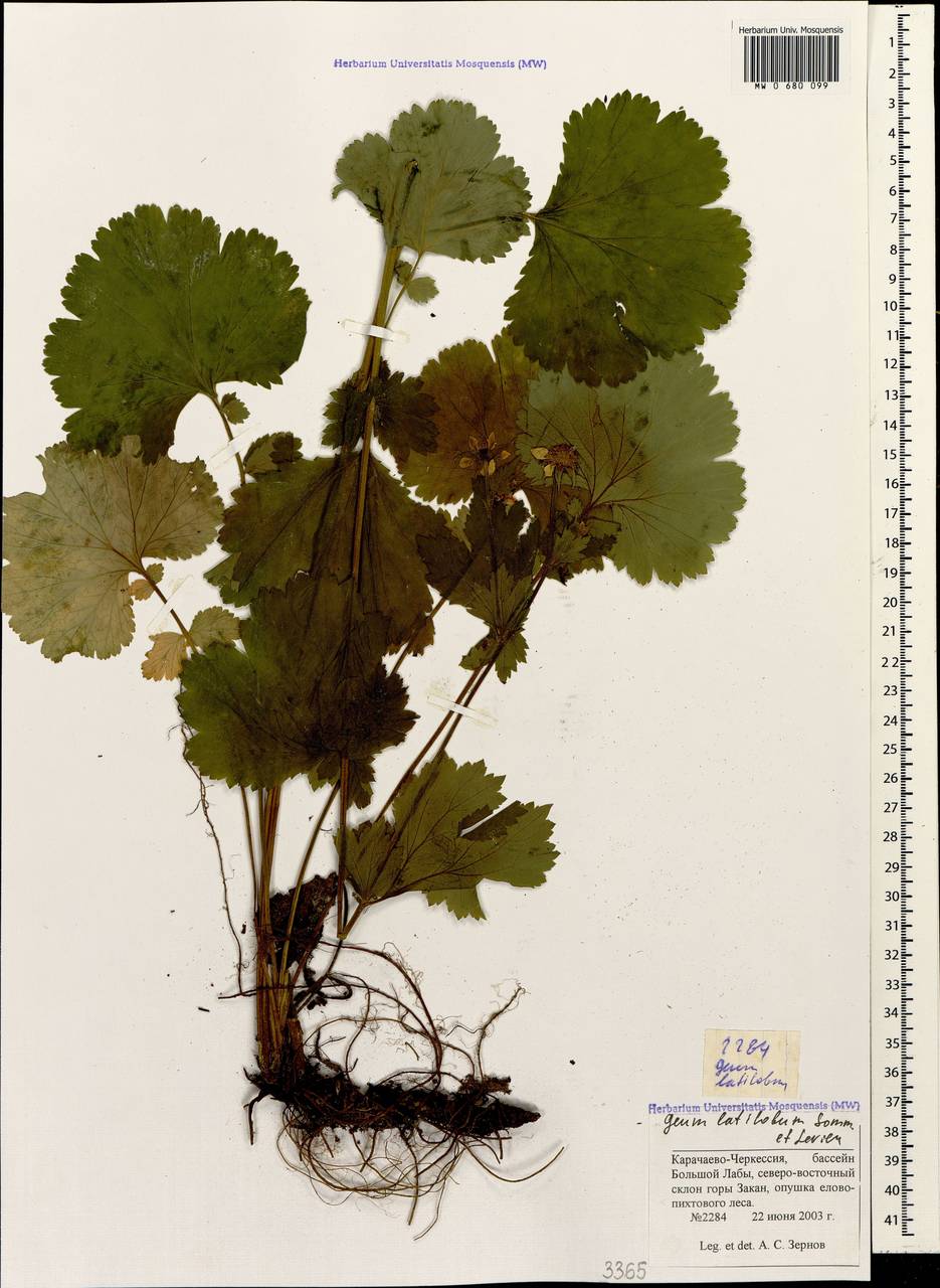 Гравилат широколопастной Sommier & Levier, Кавказ, Ставропольский край, Карачаево-Черкесия, Кабардино-Балкария (K1b) (Россия)