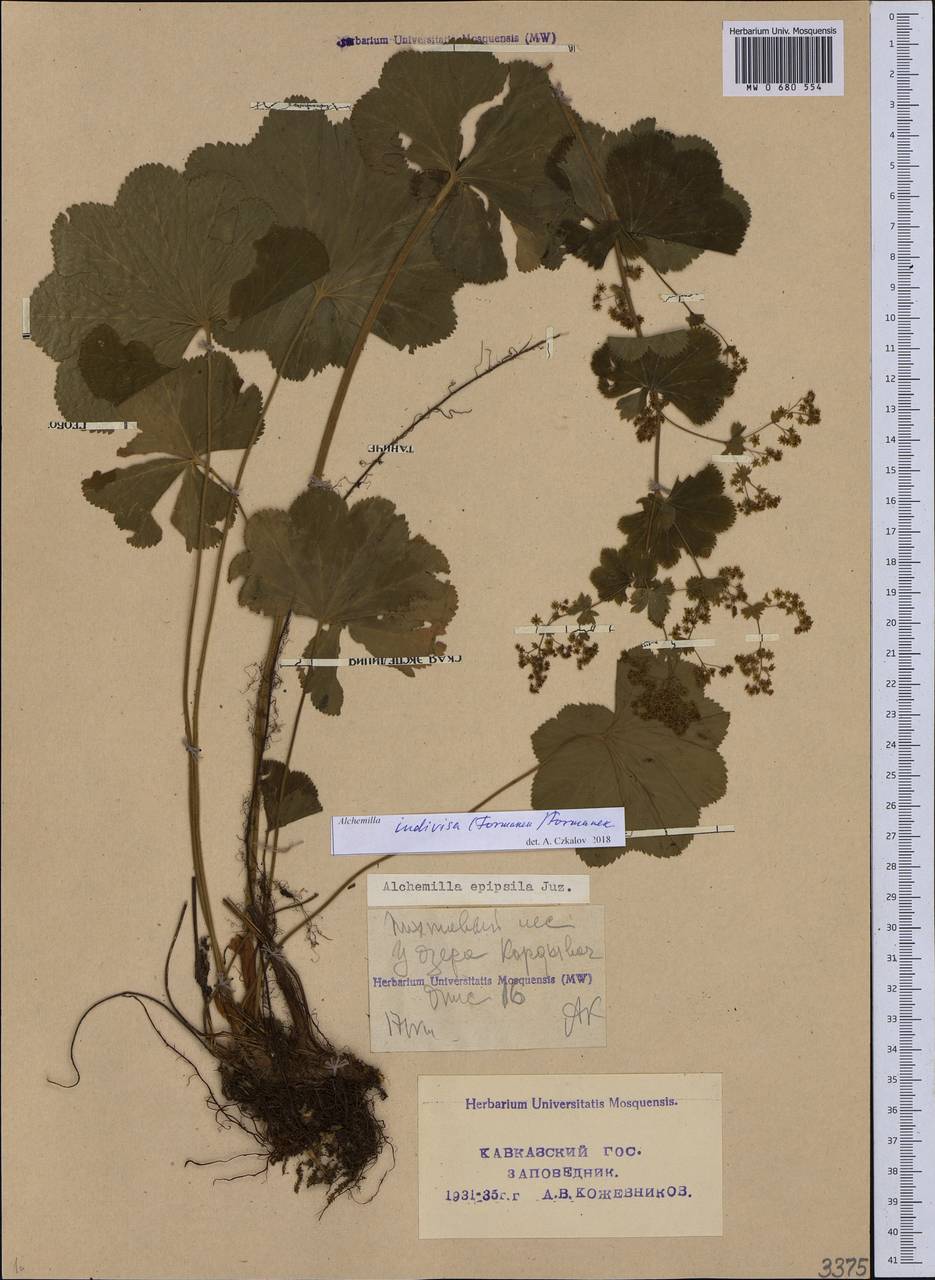 Alchemilla indivisa (Formánek ex Buser) Rothm., Кавказ, Краснодарский край и Адыгея (K1a) (Россия)