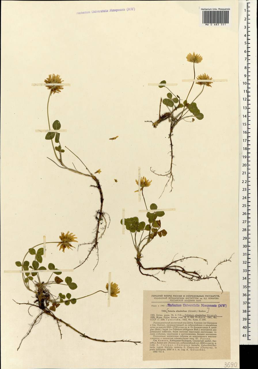 Клевер Елизаветы Grossh., Кавказ, Ставропольский край, Карачаево-Черкесия, Кабардино-Балкария (K1b) (Россия)