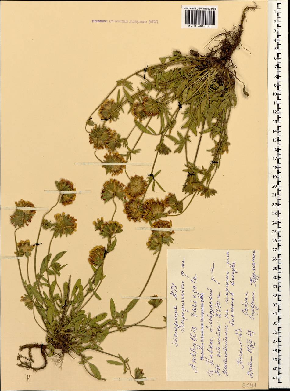 Anthyllis vulneraria subsp. variegata (Boiss. ex Beck) Bornm., Кавказ, Ставропольский край, Карачаево-Черкесия, Кабардино-Балкария (K1b) (Россия)