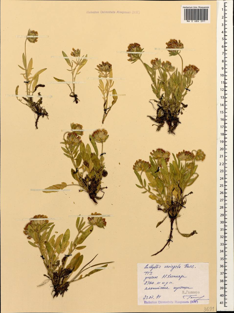 Anthyllis vulneraria subsp. variegata (Boiss.) Bornm., Кавказ, Ставропольский край, Карачаево-Черкесия, Кабардино-Балкария (K1b) (Россия)