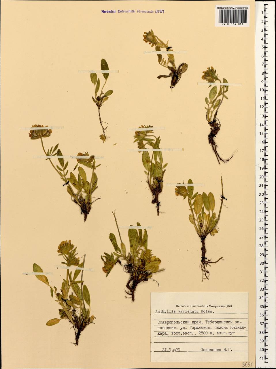 Anthyllis vulneraria subsp. variegata (Boiss.) Bornm., Кавказ, Ставропольский край, Карачаево-Черкесия, Кабардино-Балкария (K1b) (Россия)