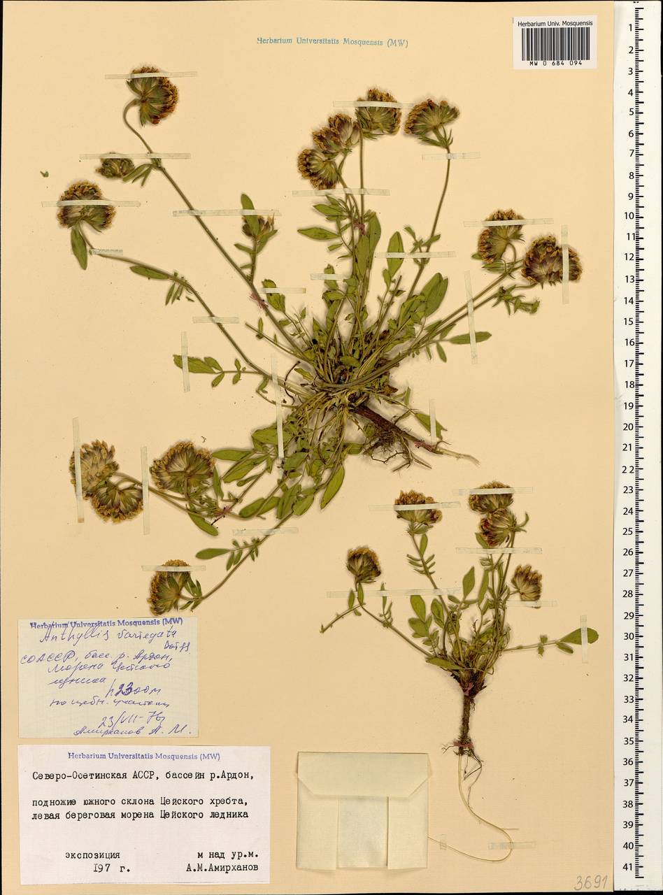 Anthyllis vulneraria subsp. variegata (Boiss.) Bornm., Кавказ, Северная Осетия, Ингушетия и Чечня (K1c) (Россия)