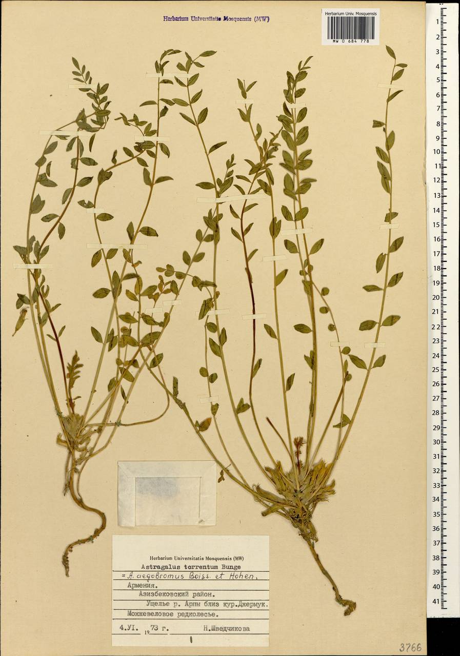 Астрагал козлиный Boiss. & Hohen., Кавказ, Армения (K5) (Армения)