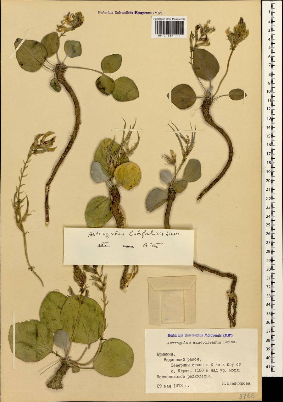 Astragalus supervisus (Kuntze) E.Sheld., Кавказ, Армения (K5) (Армения)