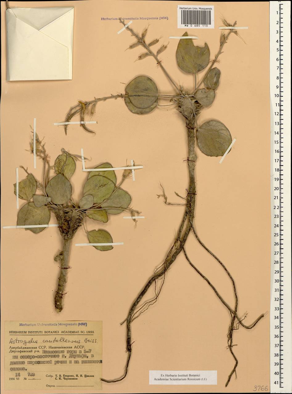 Astragalus supervisus (Kuntze) Sheld., Кавказ, Азербайджан (K6) (Азербайджан)