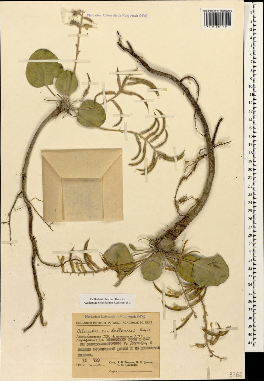 Astragalus supervisus (Kuntze) Sheld., Кавказ, Азербайджан (K6) (Азербайджан)