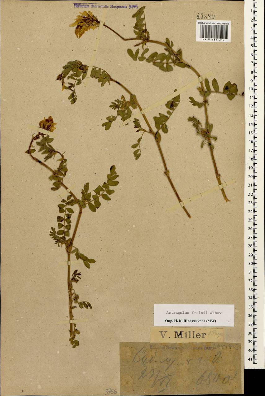 Астрагал Фрейна Alboff, Кавказ, Краснодарский край и Адыгея (K1a) (Россия)