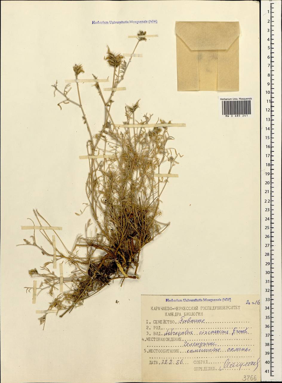 Астрагал черкесский Grossh., Кавказ, Черноморское побережье (от Новороссийска до Адлера) (K3) (Россия)