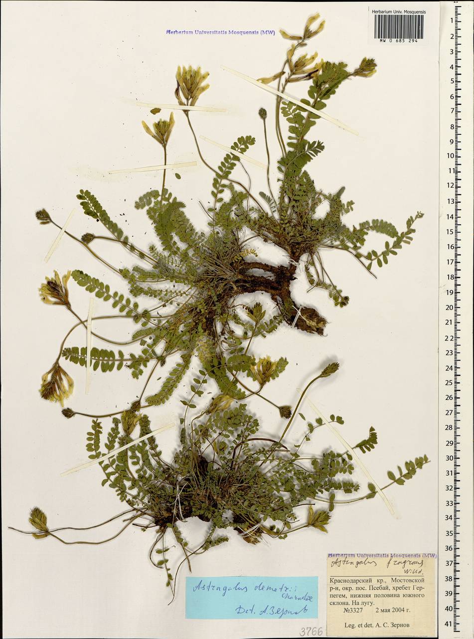Астрагал сомхетский C. Koch, Кавказ, Краснодарский край и Адыгея (K1a) (Россия)