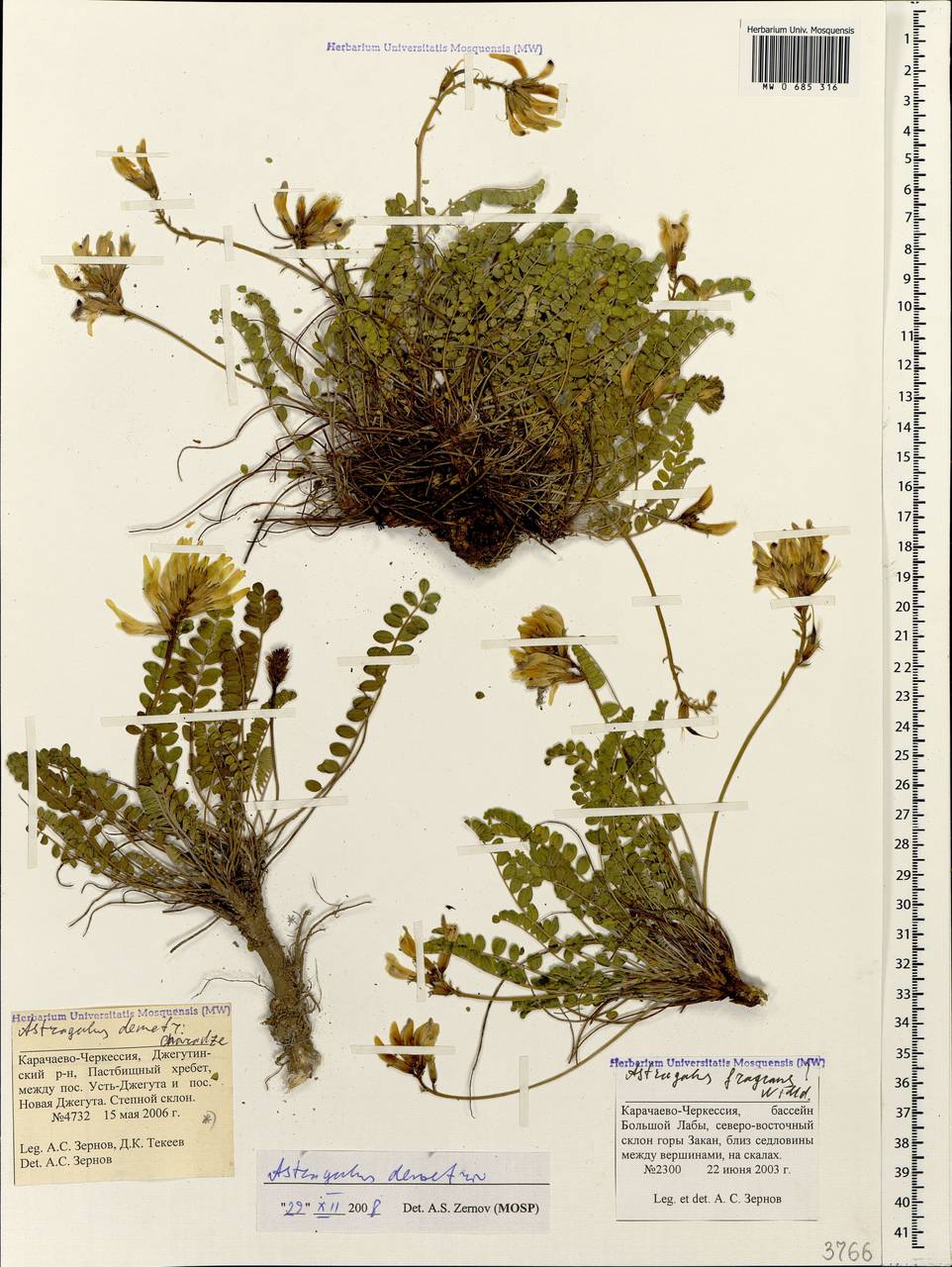 Астрагал сомхетский C. Koch, Кавказ, Ставропольский край, Карачаево-Черкесия, Кабардино-Балкария (K1b) (Россия)