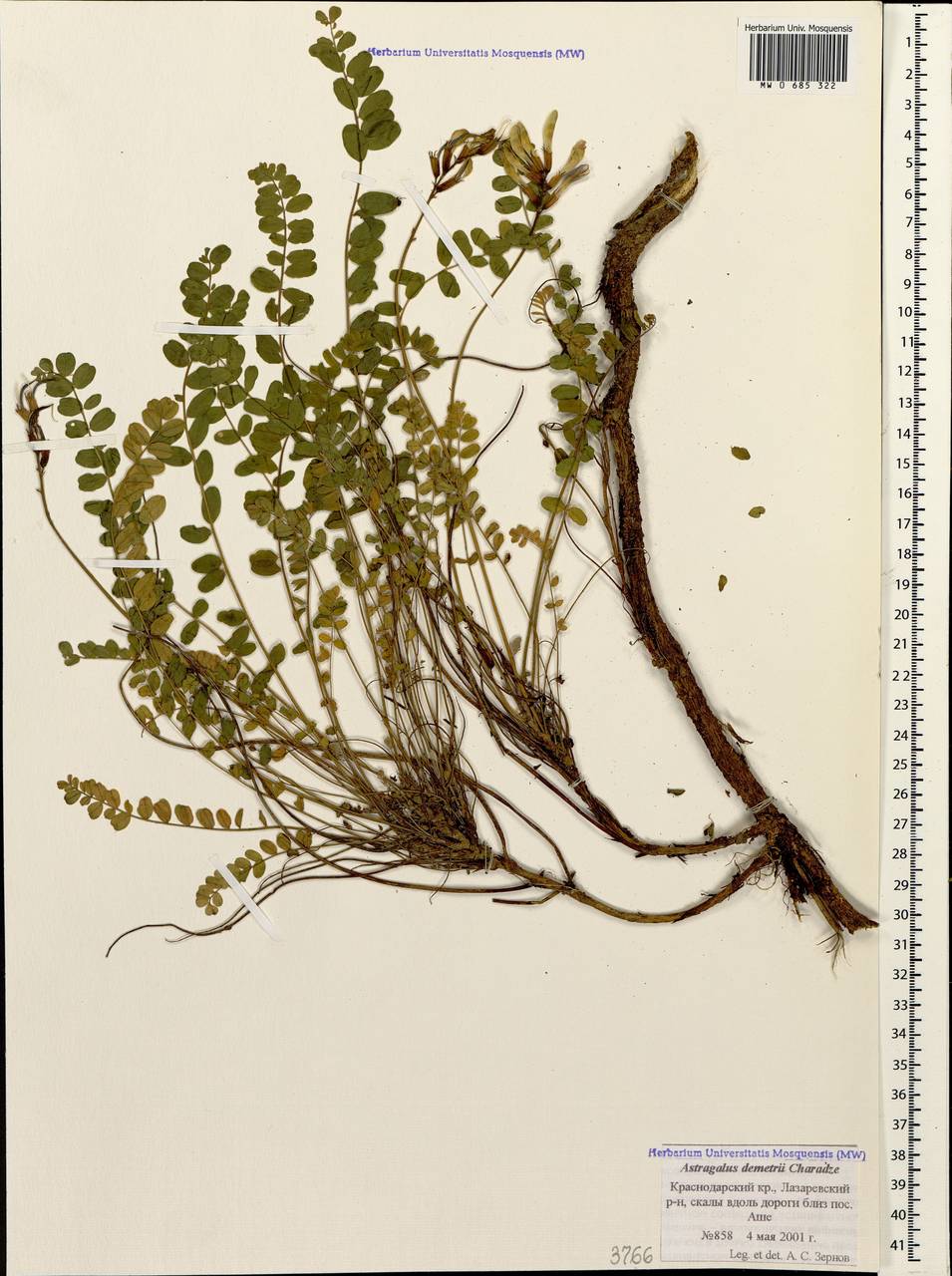 Астрагал сомхетский C. Koch, Кавказ, Черноморское побережье (от Новороссийска до Адлера) (K3) (Россия)