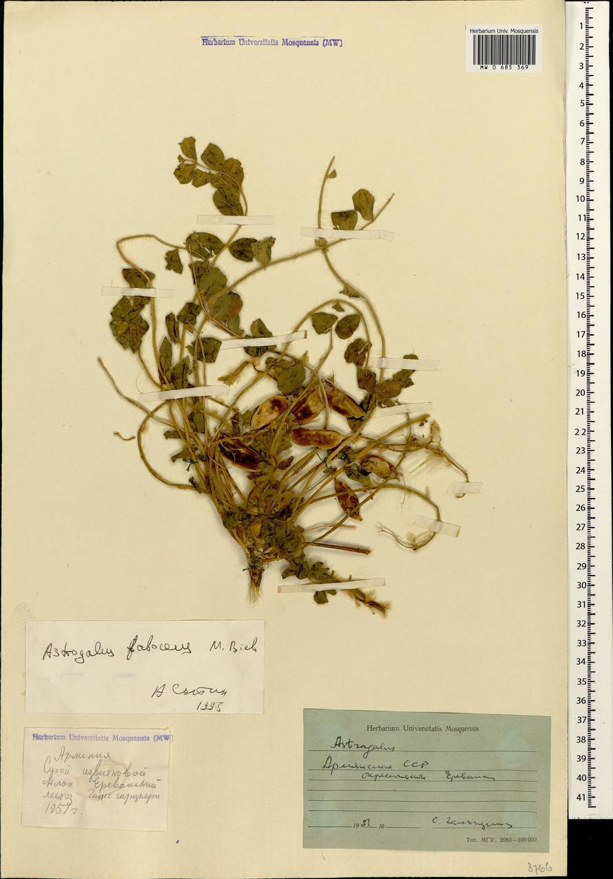 Астрагал бобовидный Bieb., Кавказ, Армения (K5) (Армения)