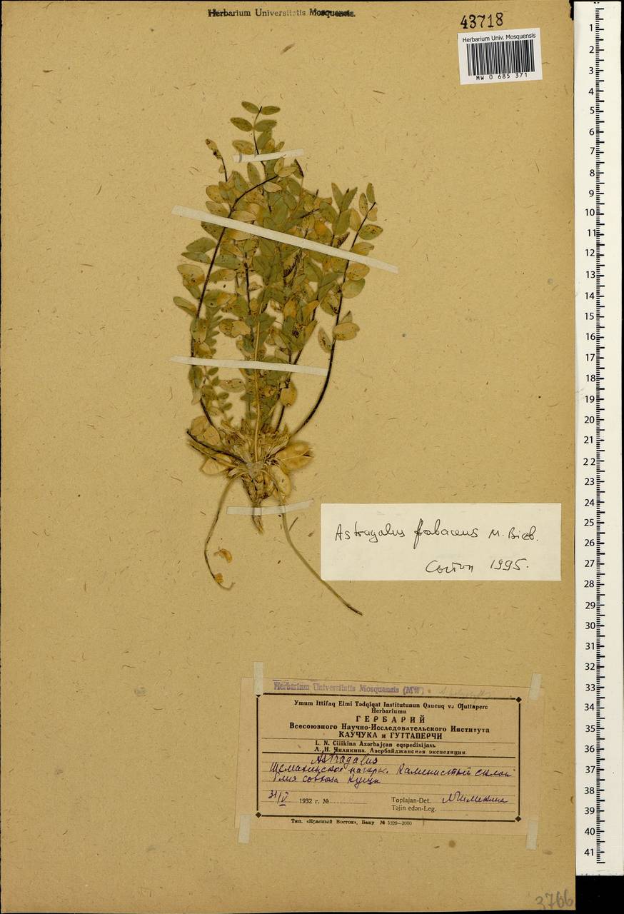 Астрагал бобовидный M.Bieb., Кавказ, Азербайджан (K6) (Азербайджан)