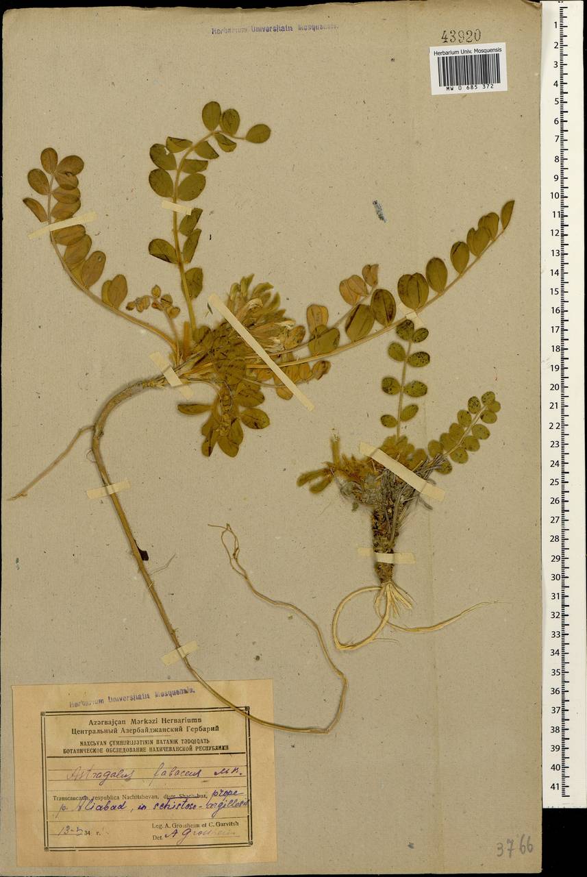 Астрагал бобовидный M.Bieb., Кавказ, Азербайджан (K6) (Азербайджан)
