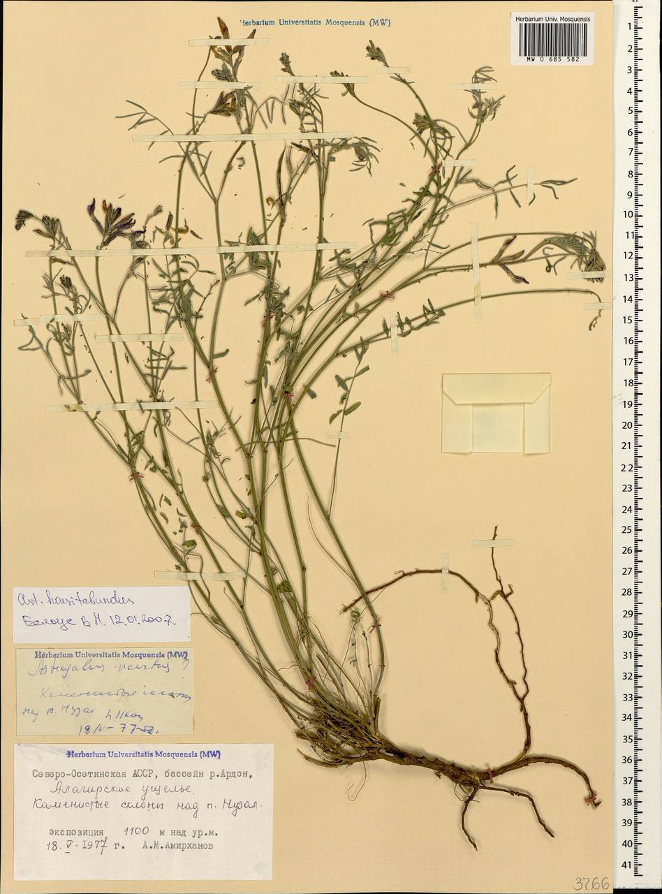 Астрагал ненадежный Lipsky, Кавказ, Северная Осетия, Ингушетия и Чечня (K1c) (Россия)