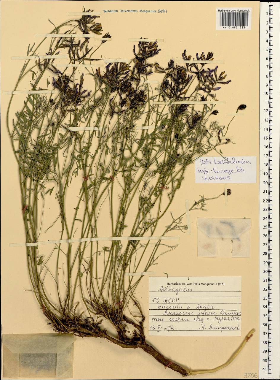 Астрагал ненадежный Lipsky, Кавказ, Северная Осетия, Ингушетия и Чечня (K1c) (Россия)