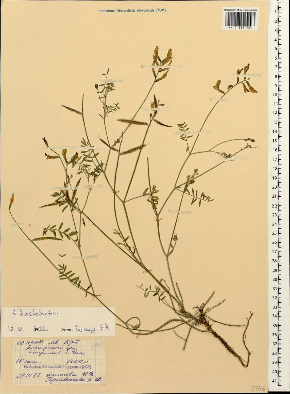 Астрагал ненадежный Lipsky, Кавказ, Северная Осетия, Ингушетия и Чечня (K1c) (Россия)