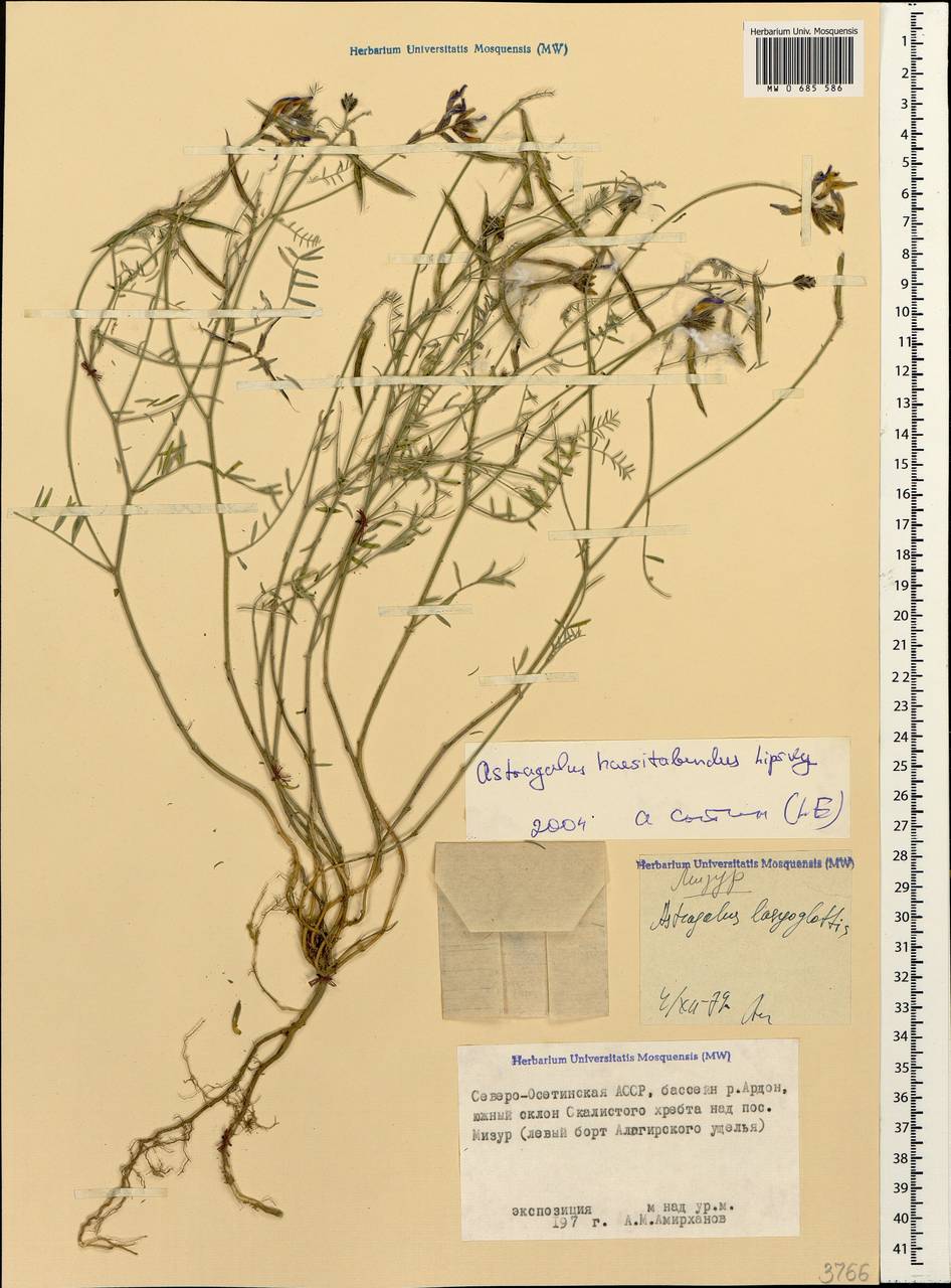 Астрагал ненадежный Lipsky, Кавказ, Северная Осетия, Ингушетия и Чечня (K1c) (Россия)