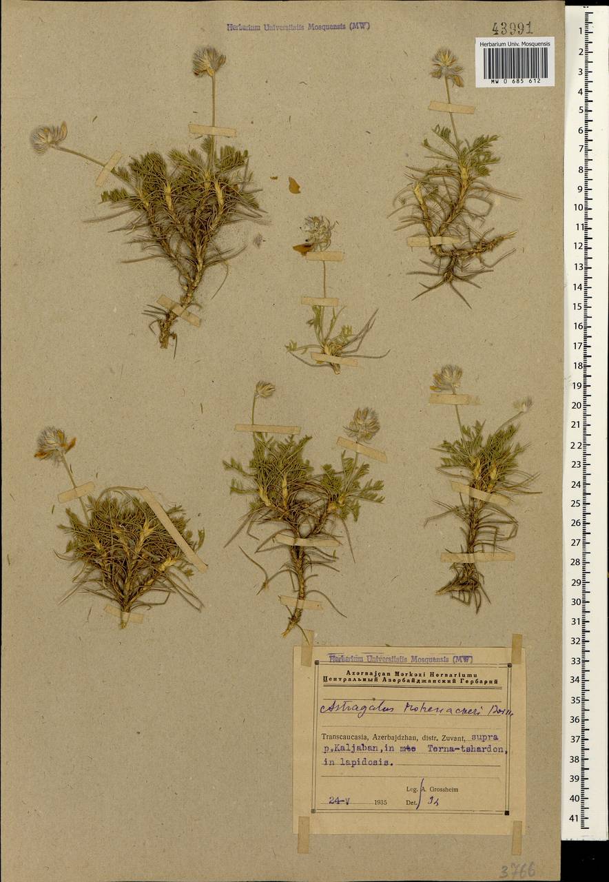 Astragalus hohenackeri Boiss., Кавказ, Азербайджан (K6) (Азербайджан)