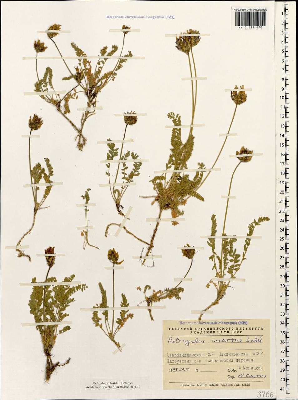 Астрагал неопределенный Ledeb., Кавказ, Азербайджан (K6) (Азербайджан)