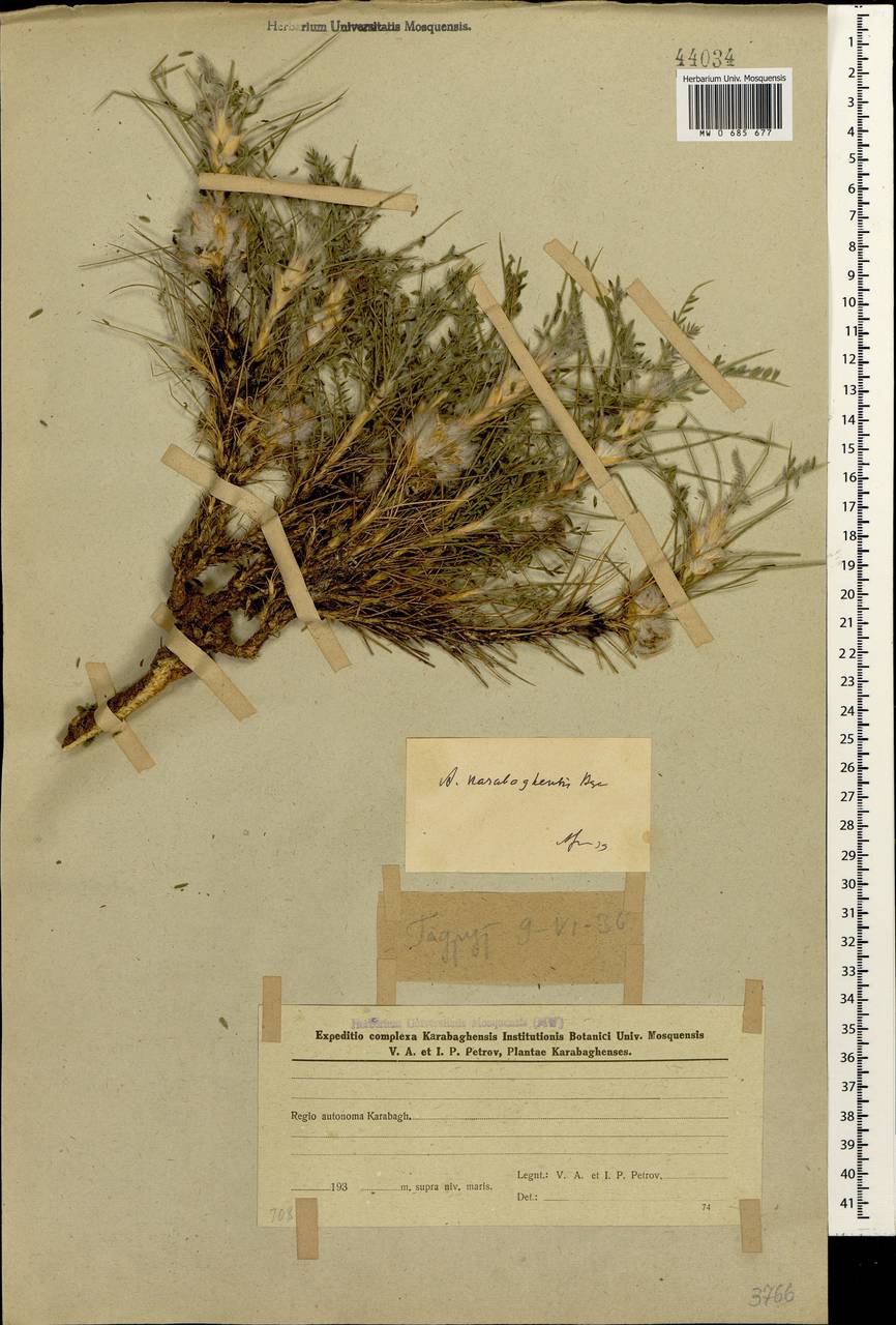 Astragalus karabaghensis Bunge, Кавказ, Азербайджан (K6) (Азербайджан)