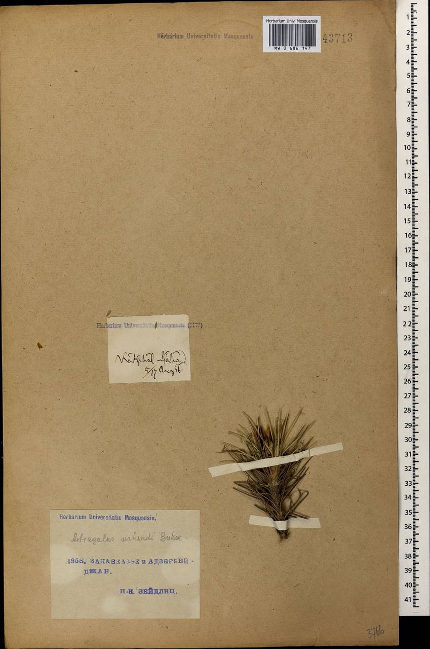 Astragalus sahendi Buhse, Кавказ, Турецкий Кавказ (K7) (Турция)