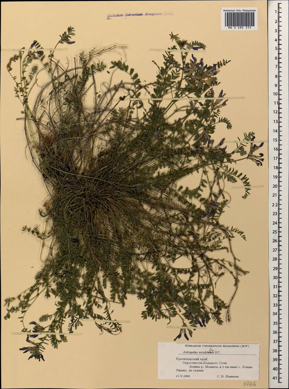 Астрагал горошколистный (S. L. Welsh) D. Podlech, Кавказ, Краснодарский край и Адыгея (K1a) (Россия)