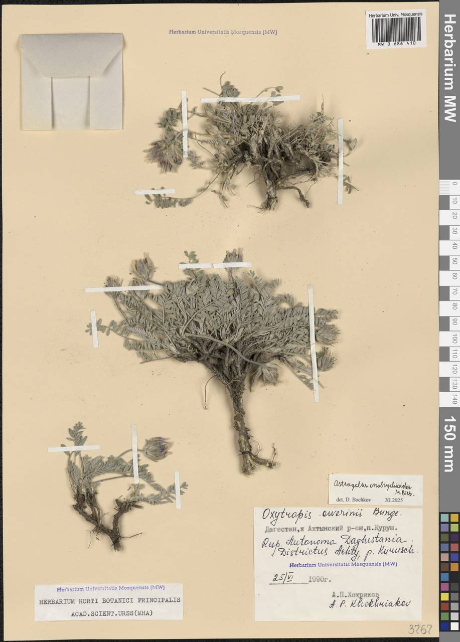 Астрагал эспарцетовидный M.Bieb., Кавказ, Дагестан (K2) (Россия)