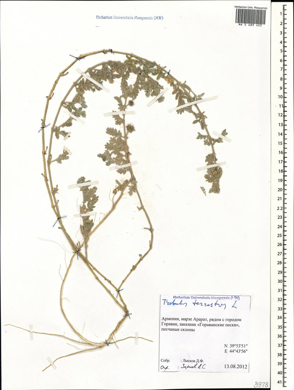 Якорцы стелющиеся L., Кавказ, Армения (K5) (Армения)