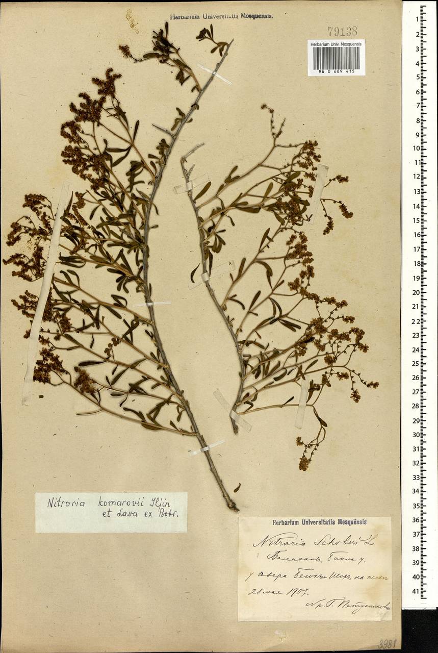 Селитрянка Комарова Iljin & Lava, Кавказ, Азербайджан (K6) (Азербайджан)