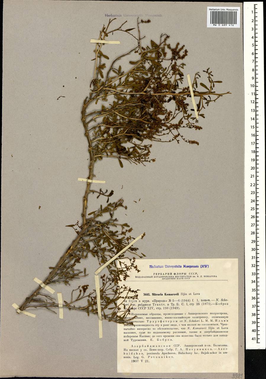 Селитрянка Комарова Iljin & Lava, Кавказ, Азербайджан (K6) (Азербайджан)