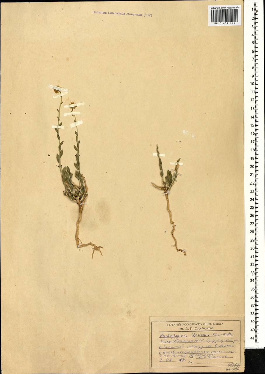 Haplophyllum armenum Spach, Кавказ, Азербайджан (K6) (Азербайджан)